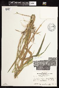 Phalaris arundinacea image