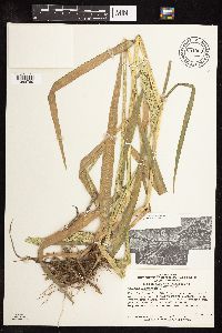 Phalaris arundinacea image