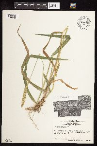 Phalaris arundinacea image
