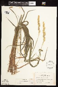 Phalaris arundinacea image