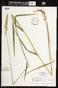 Phalaris arundinacea image