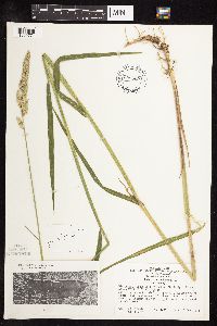 Phalaris arundinacea image