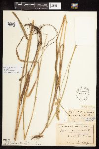 Phalaris arundinacea image