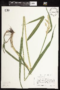Phalaris arundinacea image