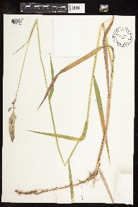 Phalaris arundinacea image