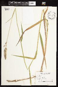 Phalaris arundinacea image