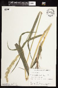 Phalaris arundinacea image