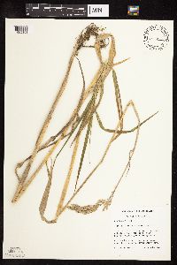 Phalaris arundinacea image