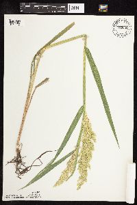 Phalaris arundinacea image