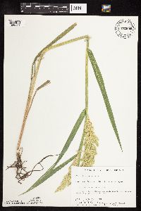 Phalaris arundinacea image