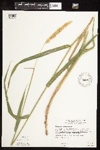 Phalaris arundinacea image