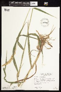Phalaris arundinacea image