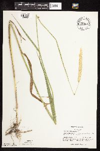 Phalaris arundinacea image