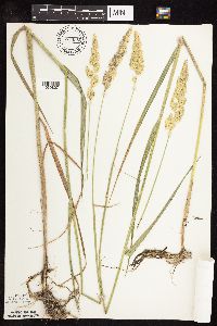 Phalaris arundinacea image