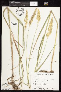 Phalaris arundinacea image