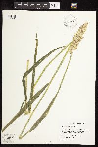 Phalaris arundinacea image