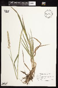 Phalaris arundinacea image