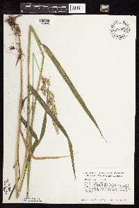 Phalaris arundinacea image