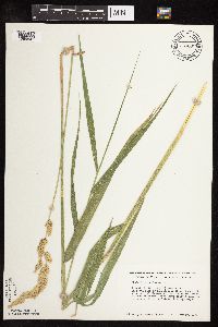Phalaris arundinacea image