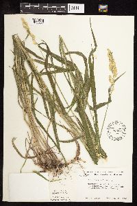 Phalaris arundinacea image