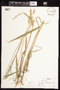 Phalaris arundinacea image