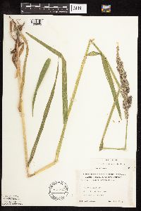 Phalaris arundinacea image