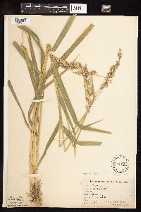 Phalaris arundinacea image
