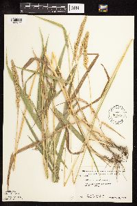 Phalaris arundinacea image