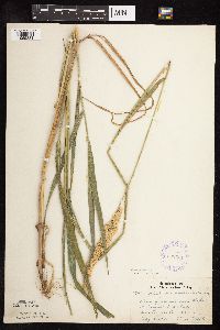 Phalaris arundinacea image