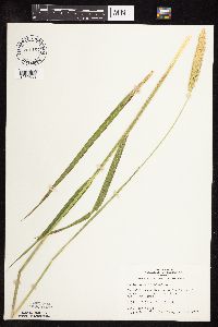 Phalaris arundinacea image