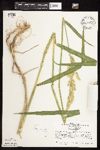 Phalaris arundinacea image