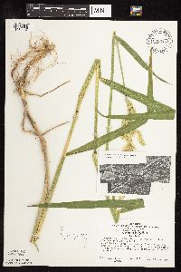 Phalaris arundinacea image