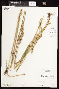 Phalaris arundinacea image