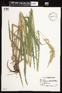 Phalaris arundinacea image