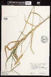 Phalaris arundinacea image