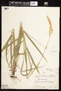 Phalaris arundinacea image