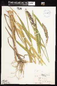 Phalaris arundinacea image