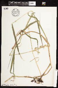 Phalaris arundinacea image