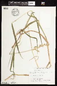 Phalaris arundinacea image