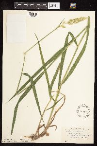 Phalaris arundinacea image