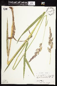 Phalaris arundinacea image