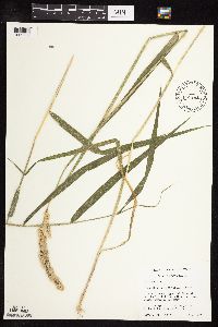 Phalaris arundinacea image