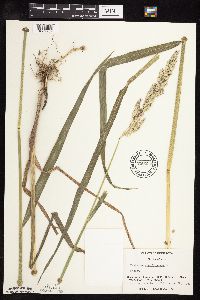 Phalaris arundinacea image
