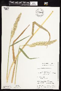 Phalaris arundinacea image