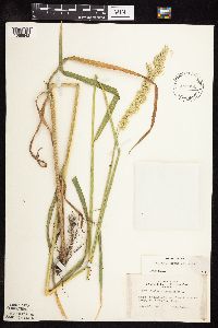 Phalaris arundinacea image