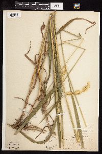 Phalaris arundinacea image