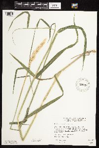 Cinna arundinacea image