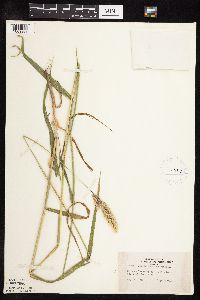 Phalaris arundinacea image