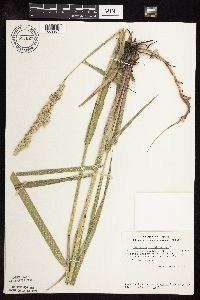 Phalaris arundinacea image