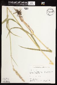 Phalaris arundinacea image